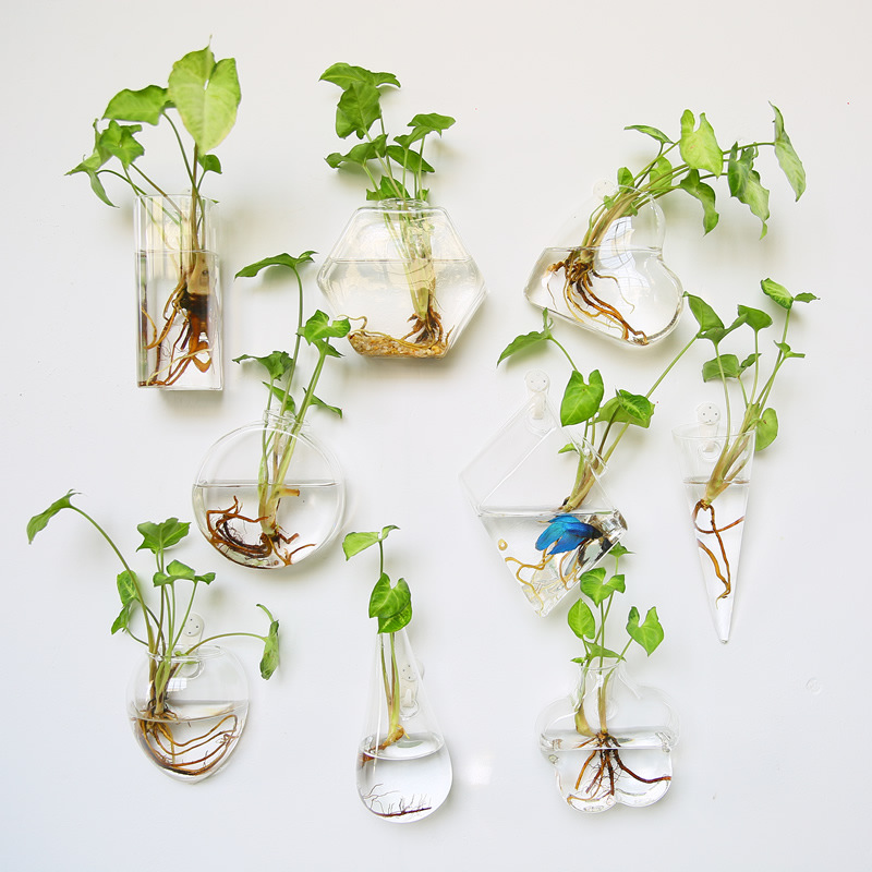Self-Watering Planter - Terrário de vidro para pendurar na